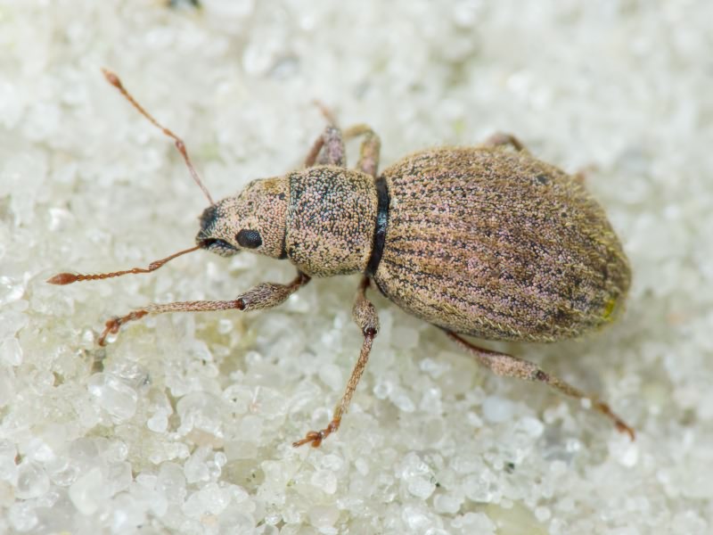 Sciaphilus asperatus (Bonsdorff, 1785)